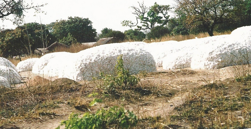 Tas de coton séchant, au Bénin