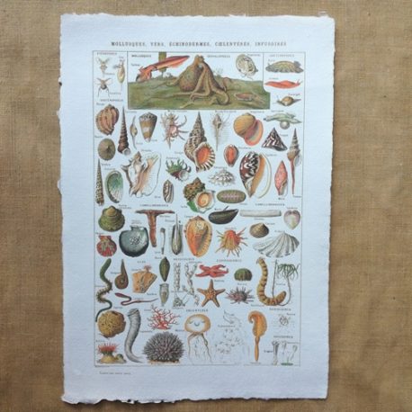 Poster affiche vintage sur papier fait main. Planche illustrée éducative sur les coquillages, mollusques