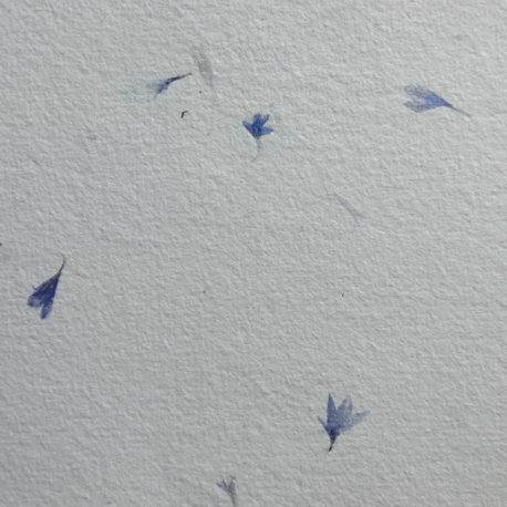 Papier avec des fleurs – Bleuets