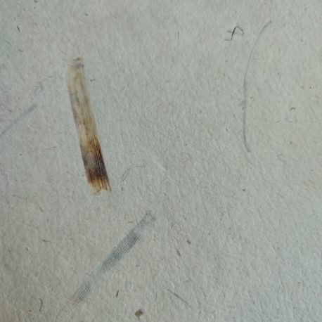 Papier d’abaca et prêle – Détail