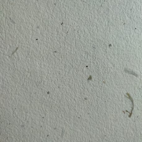 Papier de morta et lichens – Détail
