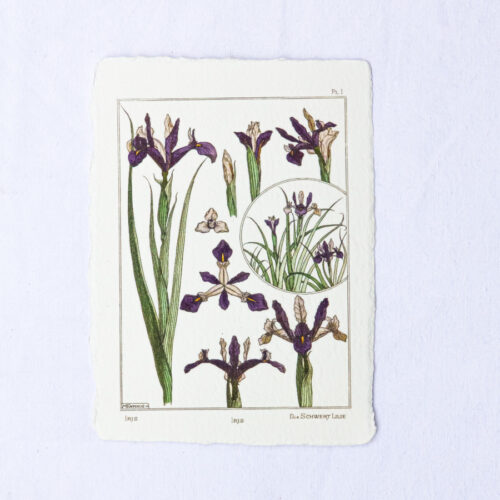 Carte botanique Iris