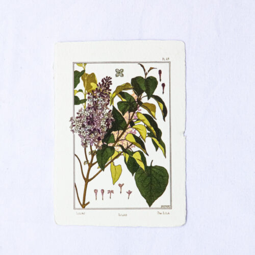 Carte botanique Lilas