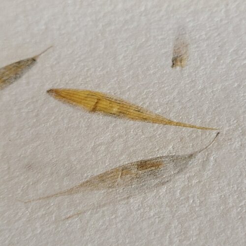 Papier Folleavoine