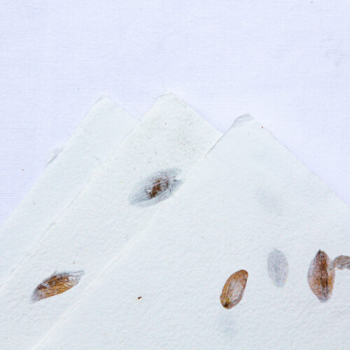 Assortiment de 10 feuilles à inclusions – Image 5