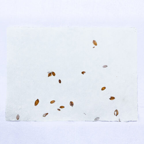 Papier Houblon – Image 3