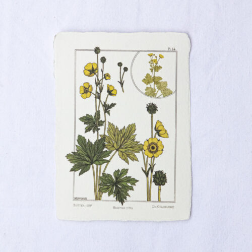 Carte botanique Bouton d’Or