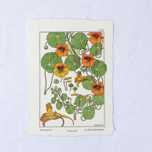 Carte botanique Capucine