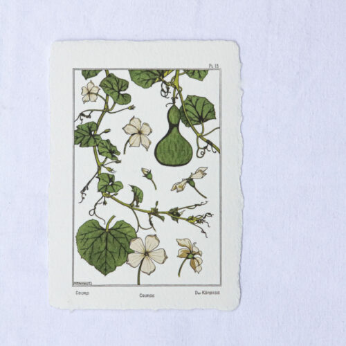 Carte botanique Courge