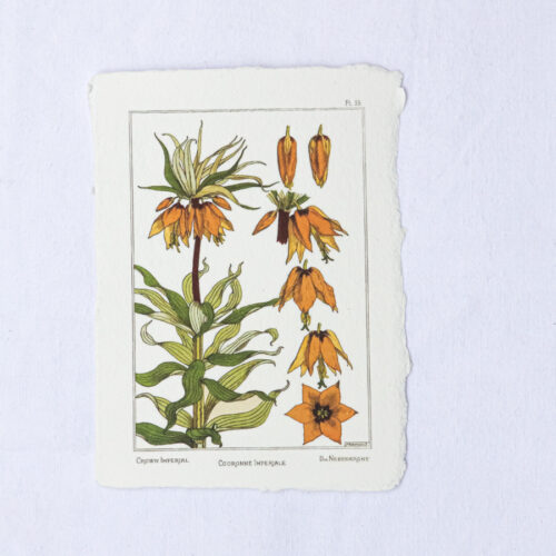 Carte botanique Couronne Impériale