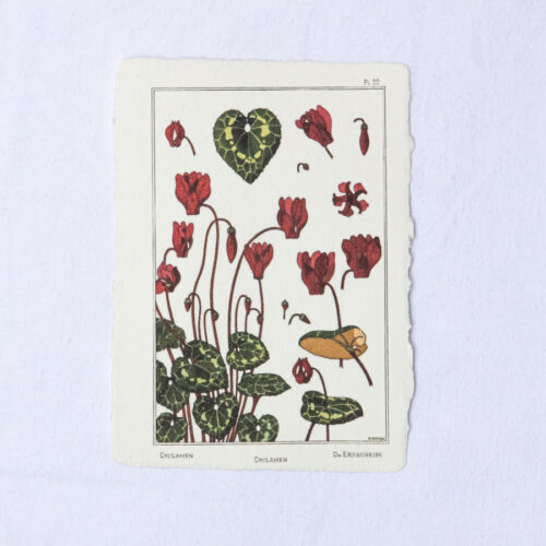 Carte botanique Cyclamen