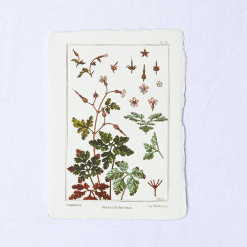 Carte botanique Géranium Sauvage