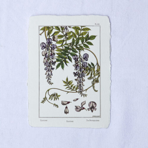 Carte botanique Glycine