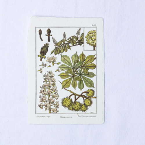 Carte botanique Marronnier