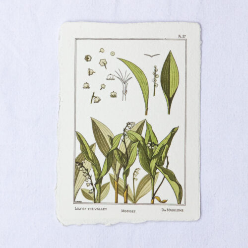 Carte botanique Muguet