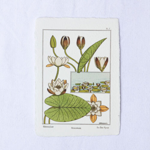 Carte botanique Nénuphar