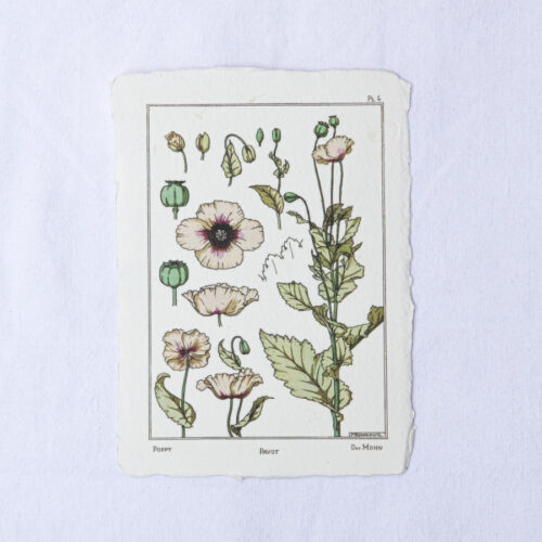 Carte botanique Pavot