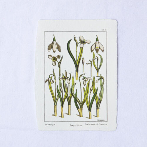 Carte botanique Perce Neige