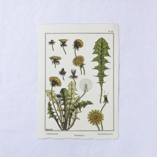 Carte botanique Pissenlit