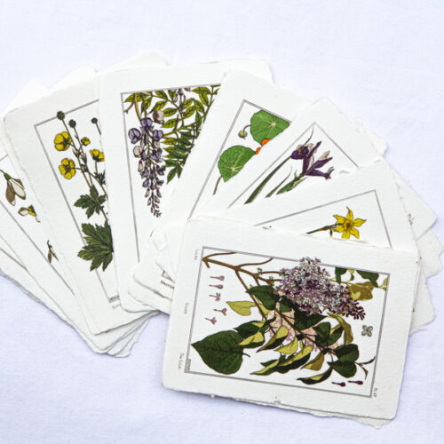 Cartes botaniques