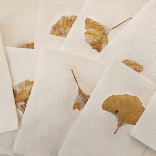 Feuille Ginkgo Biloba